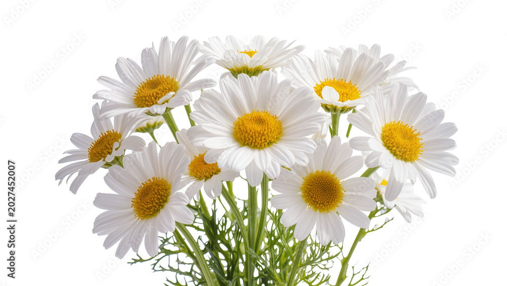 Fototapeta premium Bouquet of white daisies with yellow centers, isolated on transparent background