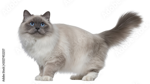 Obraz na plátně Fluffy Birman cat with blue eyes standing, isolated on transparent background