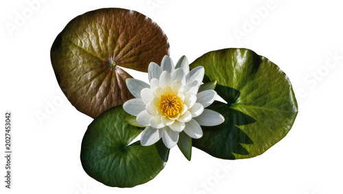Foto White water lily flower with yellow center and green lily pads, isolated on tran