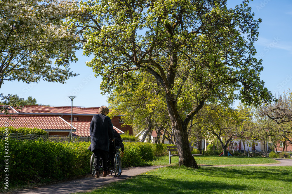 Fototapeta premium middle aged woman pushing an elderly man in a wheelchair through a park, surrounded by trees in early summer.