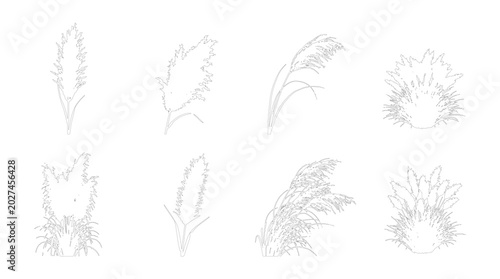 Foto Feathery Pampas Style Grass Plume and Spiky Bush Isolated Stem Set CAD Line Art