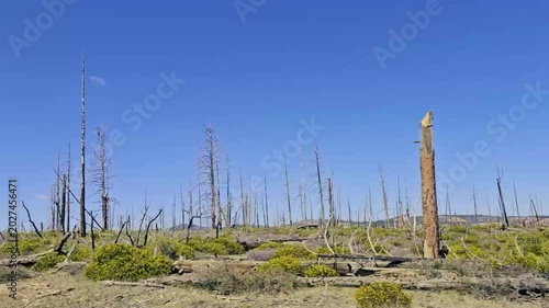 Bryce Canyon National Park-Drive plate-Passing dead trees from 2009 Bridge Fire. The Bridge Fire started from a lightning strike on June 14, 2009 at Bridge Hollow in Dixie National Forest 