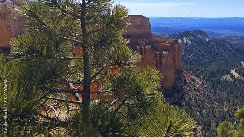 Close up view of lone pine tree with pan and focus shift to the beautiful red rock hoodoos of Bryce Canyon National Park and the far distant valley beyond.