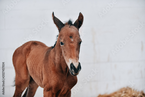 Photos Small cute details of new born horse foal
