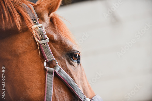 Cuadro en lienzo Small cute details of new born horse foal