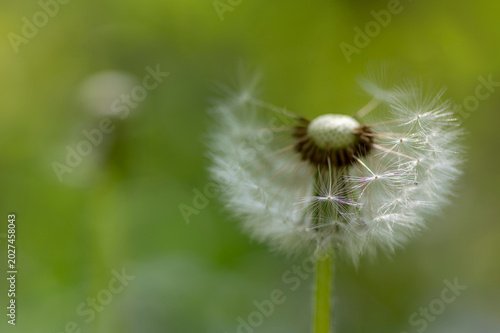 Canvastavla Common dandelion Taraxacum officinale faded flowers looks like snow ball, ripe c
