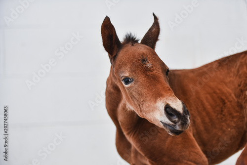 Photos Small cute details of new born horse foal