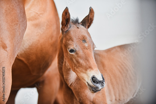 Tableau sur toile Small cute details of new born horse foal