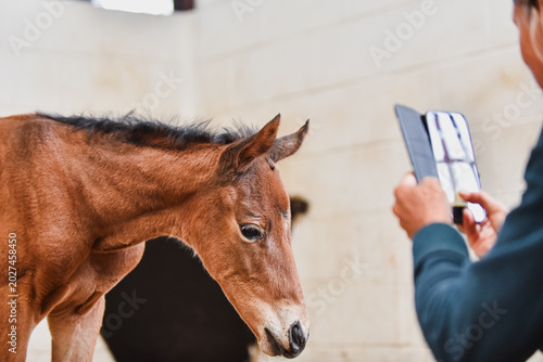 Tableau sur toile Small cute details of new born horse foal