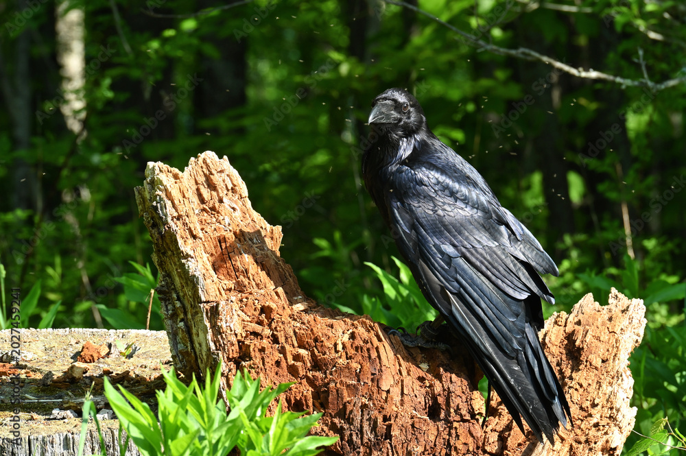 Fototapeta premium Common Raven surrounded by bugs