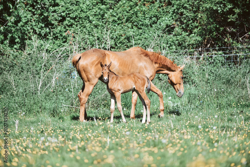 Cuadro en lienzo Chestnut Thoroughbred racehorse mare and foal exploring the field for the first