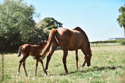 Foto Chestnut Thoroughbred racehorse mare and foal exploring the field for the first