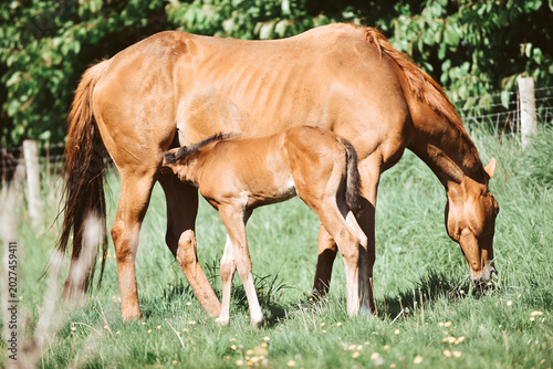 Foto Chestnut Thoroughbred racehorse mare and foal exploring the field for the first