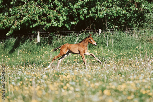 Cuadro en lienzo Chestnut Thoroughbred racehorse mare and foal exploring the field for the first