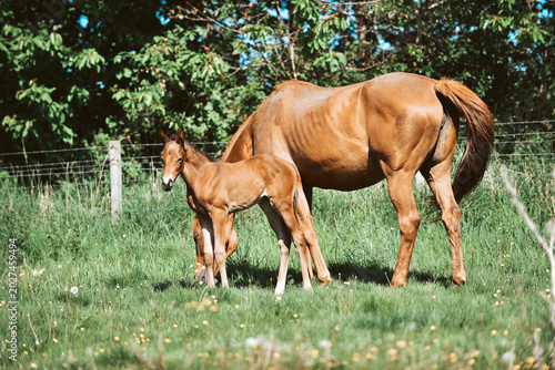 Canvastavla Chestnut Thoroughbred racehorse mare and foal exploring the field for the first