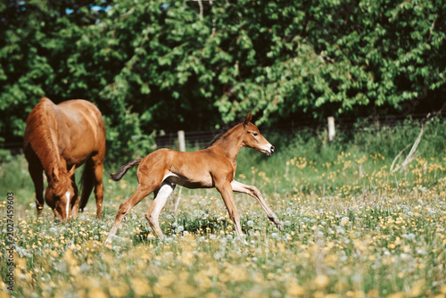 Schilderij op canvas Chestnut Thoroughbred racehorse mare and foal exploring the field for the first
