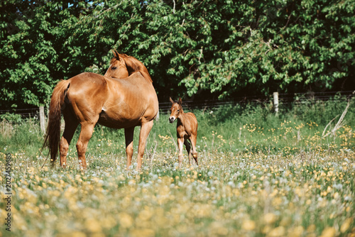 Fotografía Chestnut Thoroughbred racehorse mare and foal exploring the field for the first
