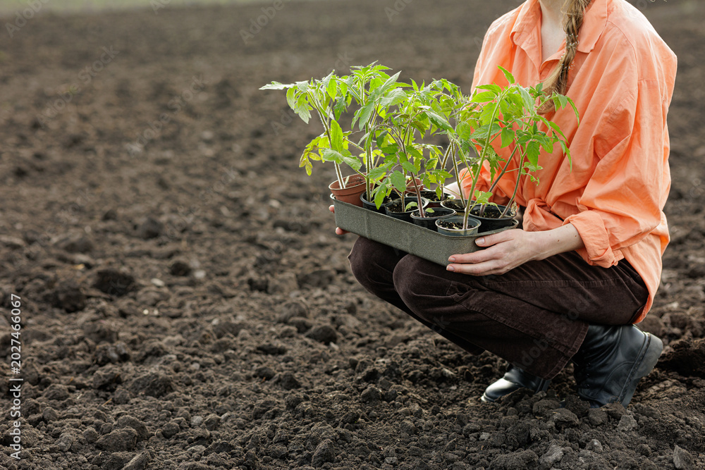 Fototapeta premium Gardener Planting Tomato Seedlings in Prepared Soil Outdoors