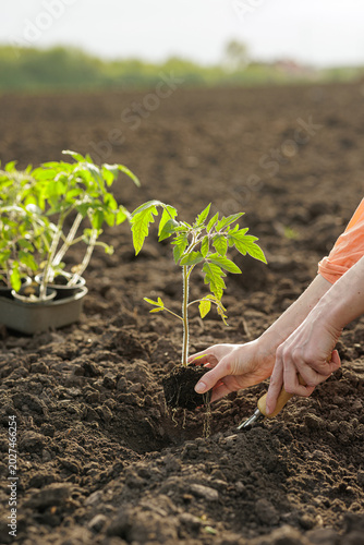 Planting Tomato Seedlings in Fertile Soil for a Successful Garden