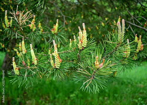close up of a pine cone