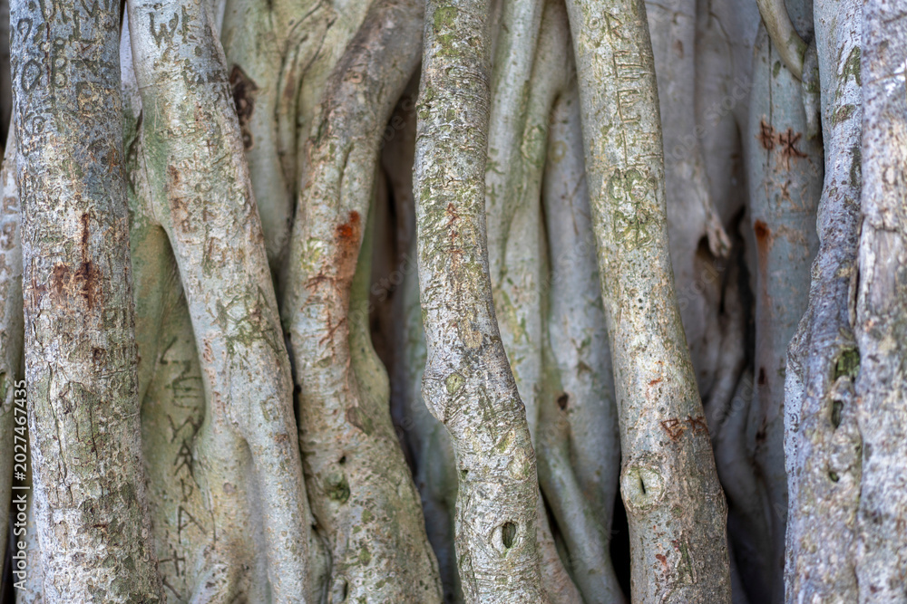 Obraz premium Detailed abstract macro shot of an old banyan tree trunk and root system texture in Oahu