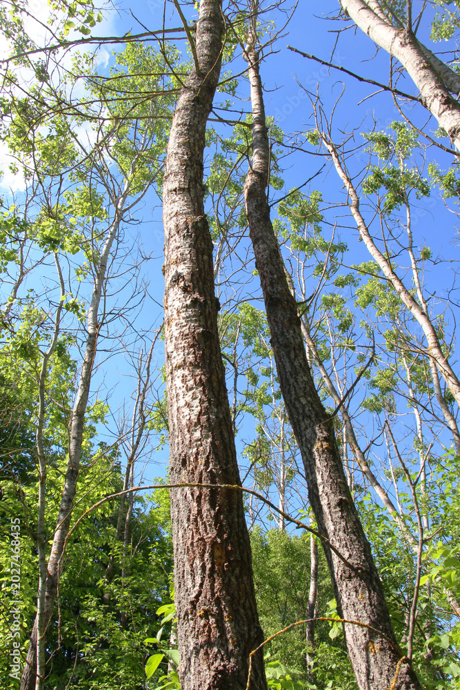 Fototapeta premium Aspen trees grow in nature