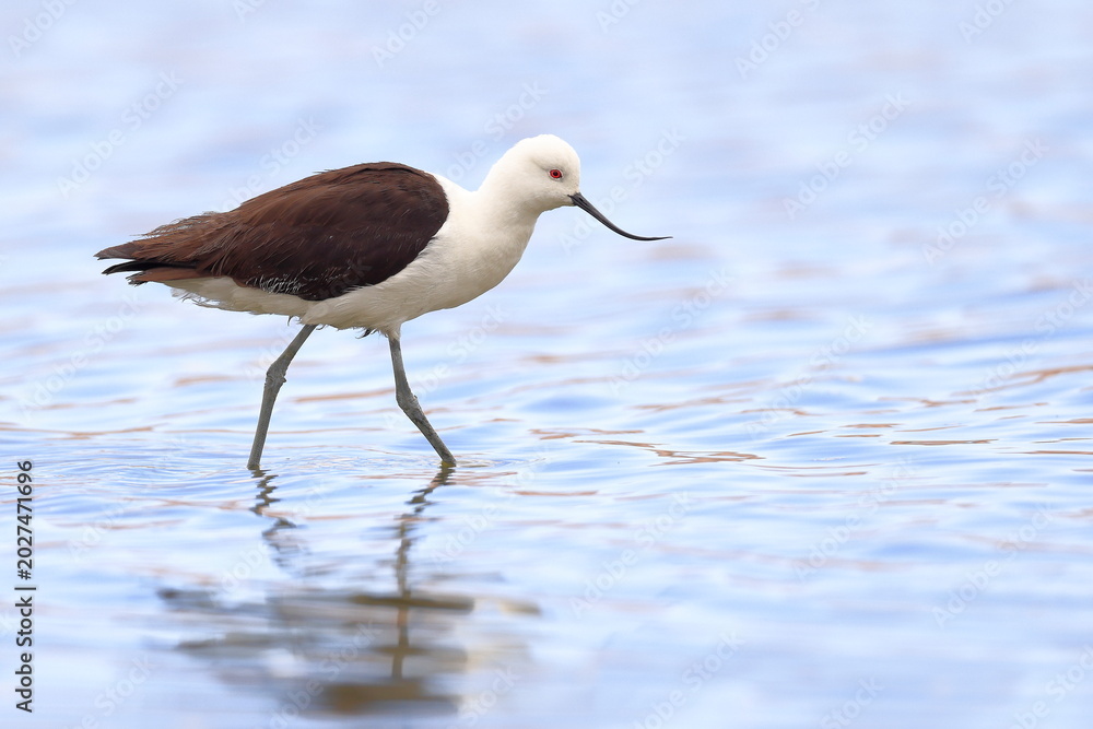 Obraz premium Andean Avocet, Recurvirostra andina, Laguna Caňapa, Andes, Bolivia