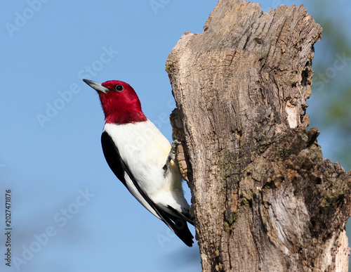 Red headed Woodpecker  (Melanerpes erythrocephalus) perched on a tree stump under a blue sky on sunny day.