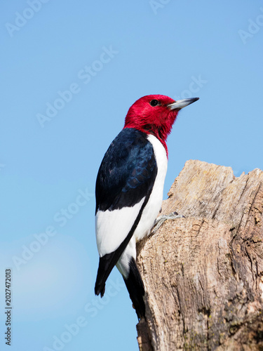 Red headed Woodpecker  (Melanerpes erythrocephalus) perched on a tree stump under a blue sky on sunny day.