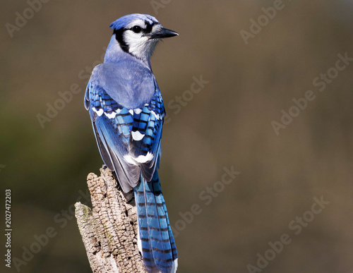 Blue Jay  (Cyanocitta cristata) perched on a tree branch on a sunny day.
