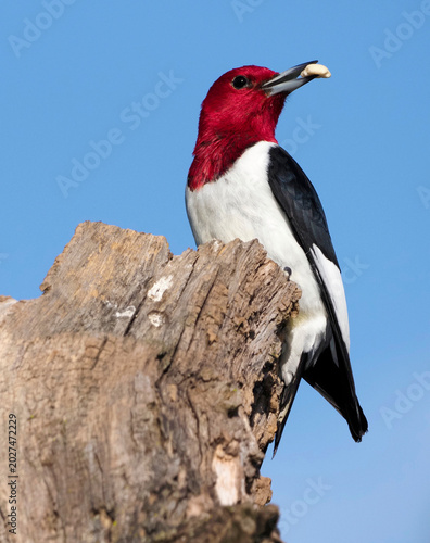 redheaded woodpecker (melanerpes erythrocephalus) perched on a tree branch with a peanut .