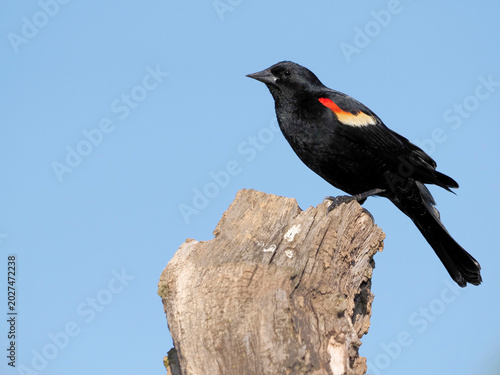 Red-Winged Blackbird (Agelaius phoeniceus) perched on a tree branch on a sunny day.