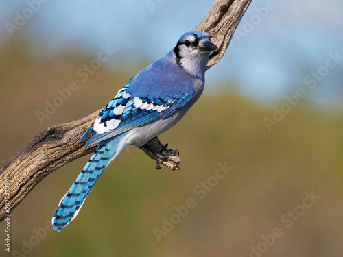 Blue Jay  (Cyanocitta cristata) perched on a tree branch on a sunny day.
