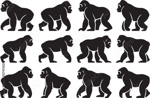 Картината върху платно Collection of black gorilla silhouettes in various walking poses isolated on whi
