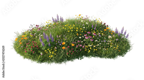 Lush meadow with colorful wildflowers and green grass isolated on transparent background