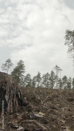 Camera pan left revealing a large stump in a cleared forest