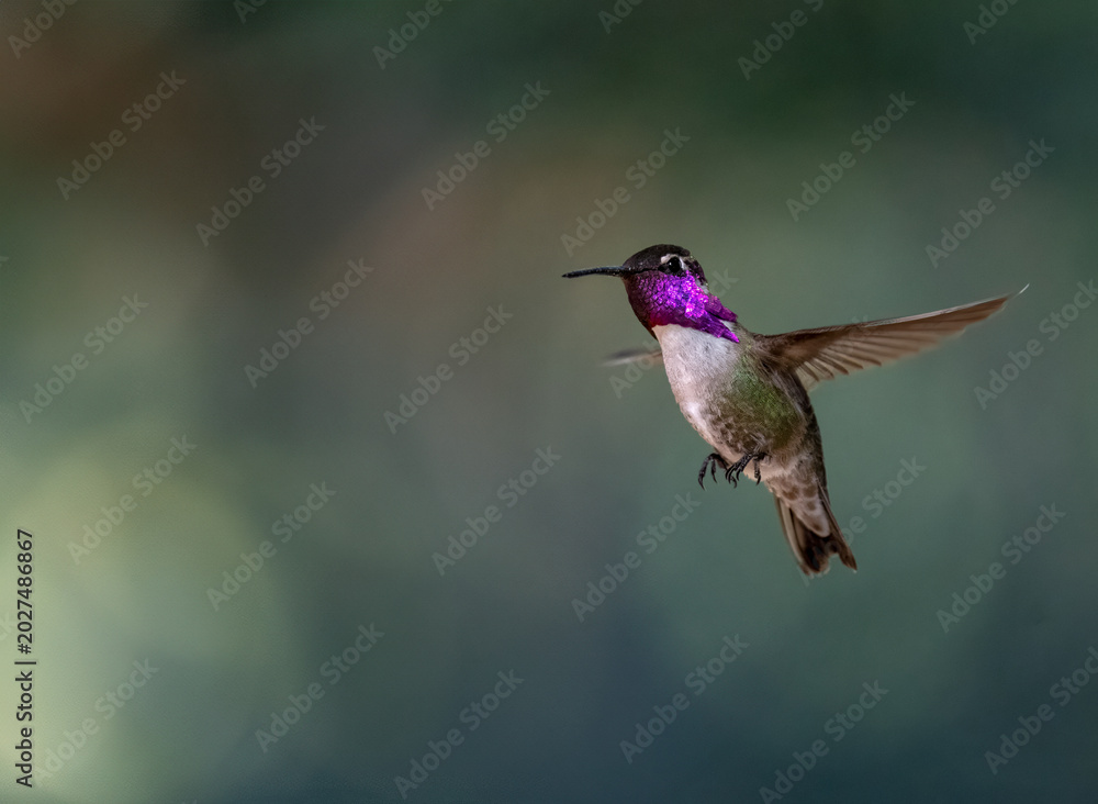 Fototapeta premium Costas hummingbird frozen in flight showing off purple gorget