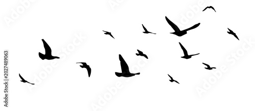 Foto Flying birds silhouette flock