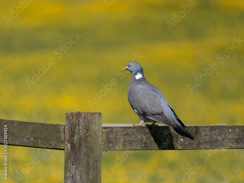 Wood pigeon, Columba palumbus