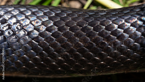 Photos Black snake scales