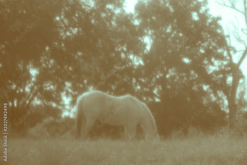 Fototapeta premium Vintage style photograph of a horse grazing in a sunlit Texas field