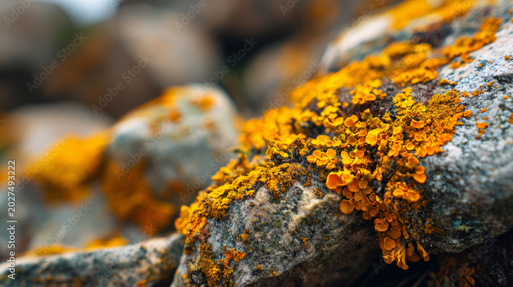 Fototapeta premium Macro view of lichen growing on stones