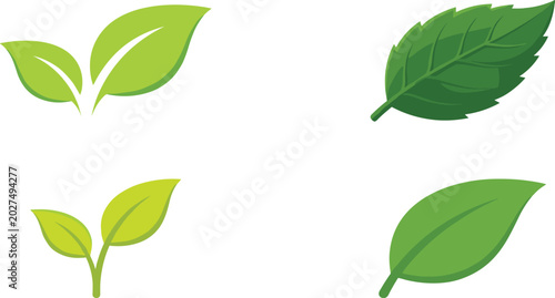 Fotografía Green leaves and organic sprouts collection featuring fresh mint foliage environ