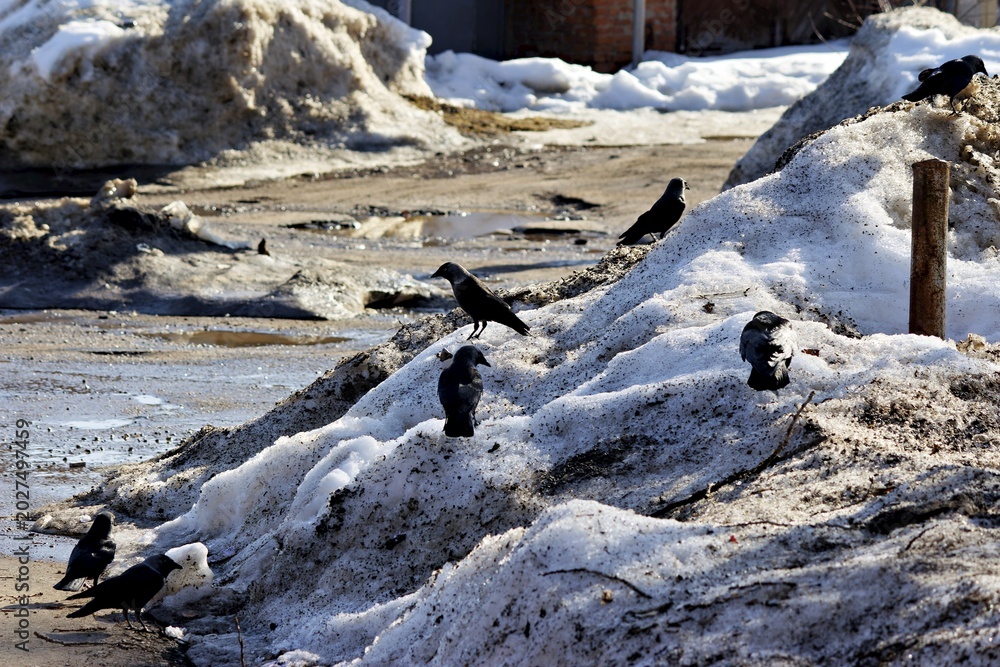 Fototapeta premium A flock of black crows scavenging for food on dirty melting snow piles in early spring, a gloomy urban landscape scene with birds foraging in the remnants of winter