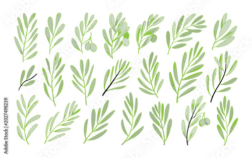 Fotografía Olive Branch Collection with Hand Sketched Leaves, Natural Botanical Elements fo