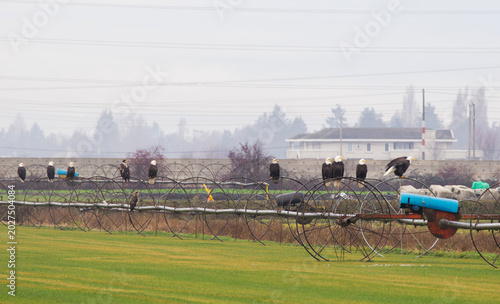 Fotografie Multiple bald eagles gather and perch on farm equipment in Delta, British Columb