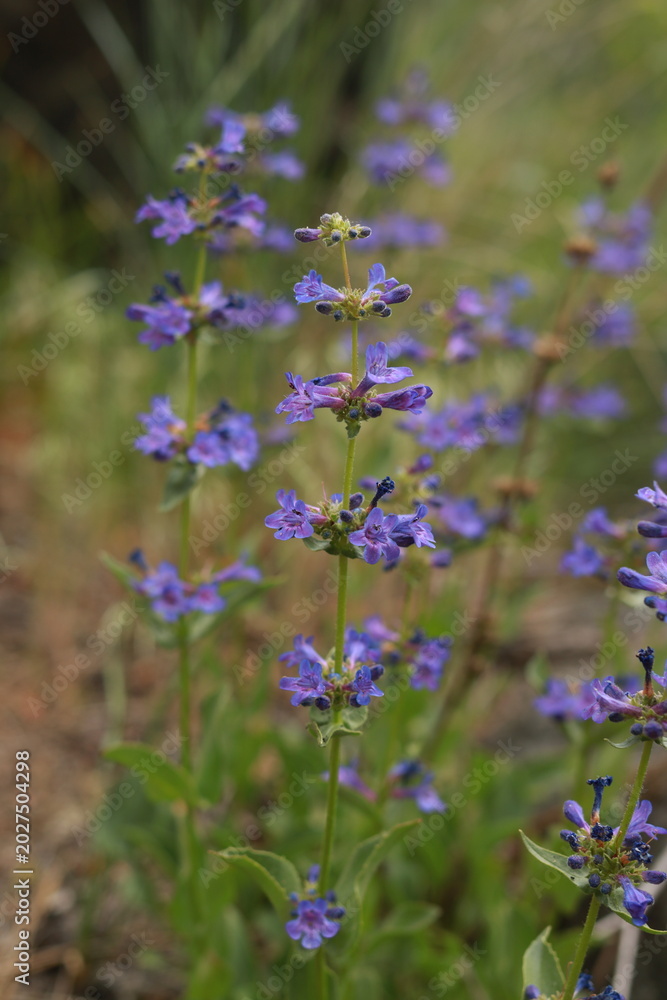 Obraz premium Frosted Penstemon (Penstemon pruinosus) Purple Wildflower Bloom in Meadow