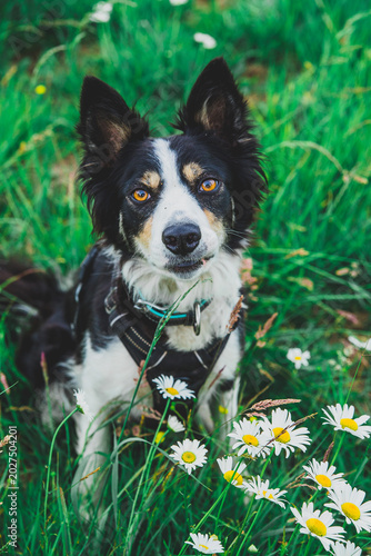border collie dog
