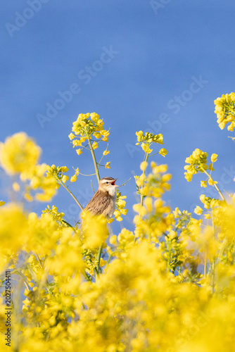 kleiner Vogel (Schilfrohrsänger - Acrocephalus schoenobaneus) im Raps