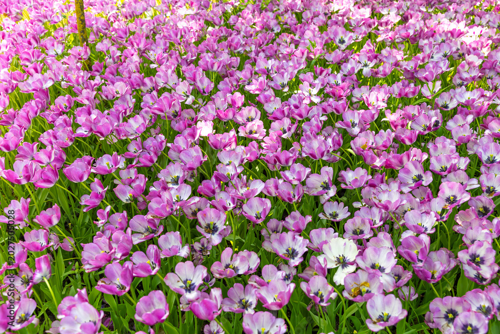 Obraz premium Colorful Tulip Field Blooms Under the Warm Sun in Springtime, Creating a Vibrant Tapestry of Pink Hues Embracing Nature's Beauty
